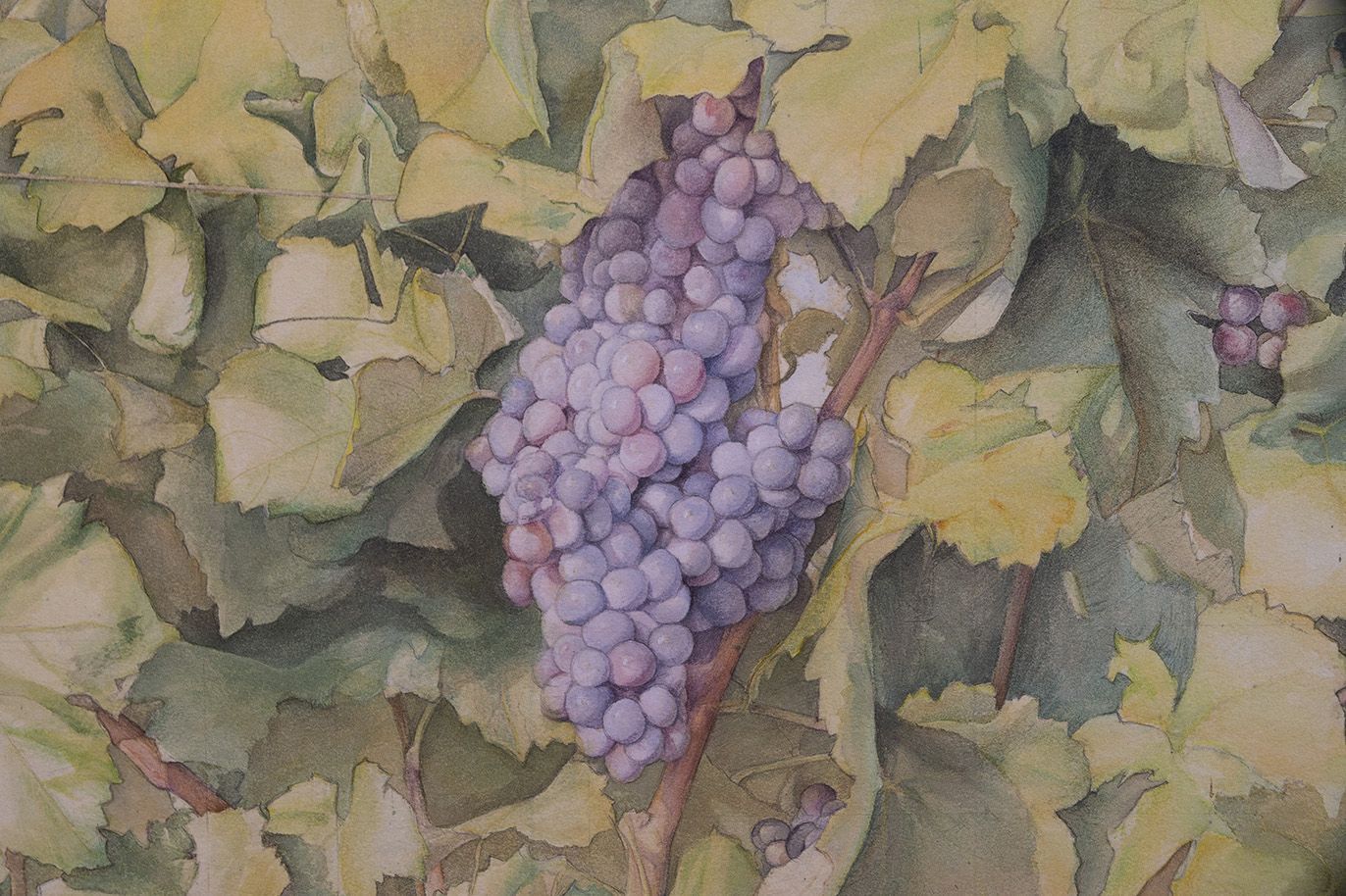 Detalle La viña racimo cuadro pintura acuarela de Jaime M Arribas
