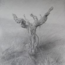 Dibujo Cepa 2 lápiz grafito por Jaime M Arribas
