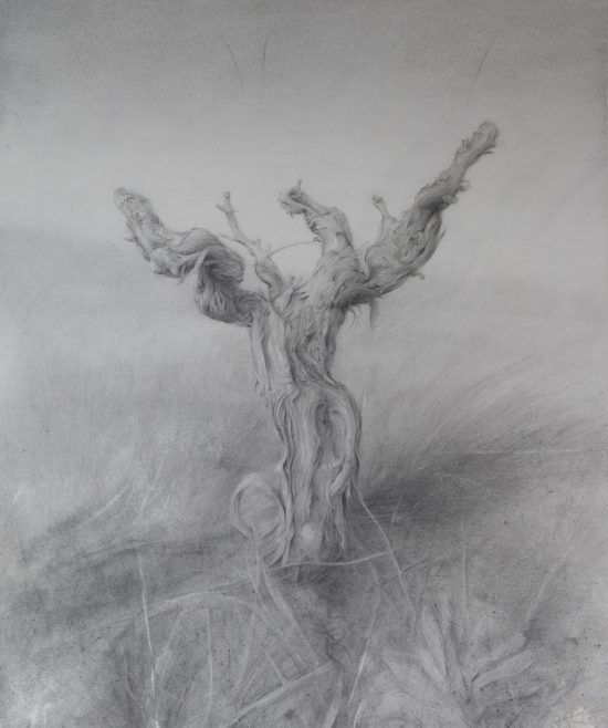 Dibujo Cepa 2 lápiz grafito por Jaime M Arribas