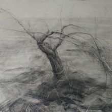 Dibujo Cepa 1 lápiz