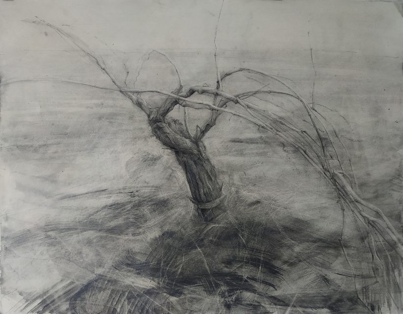Dibujo Cepa 1 lápiz