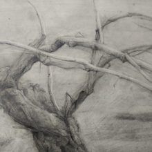 Detalle Dibujo Cepa 1 lápiz grafito por Jaime M Arribas