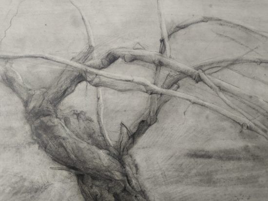 Detalle Dibujo Cepa 1 lápiz grafito por Jaime M Arribas