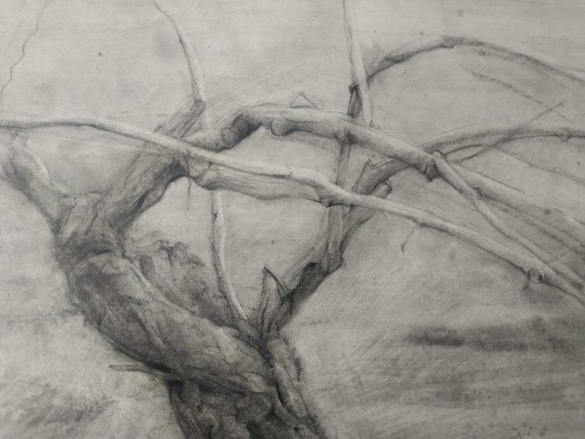 Detalle Dibujo Cepa 1 lápiz grafito por Jaime M Arribas