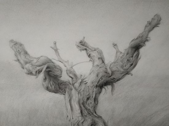 Detalle Dibujo Cepa 2 lápiz grafito sobre papel por Jaime M Arribas