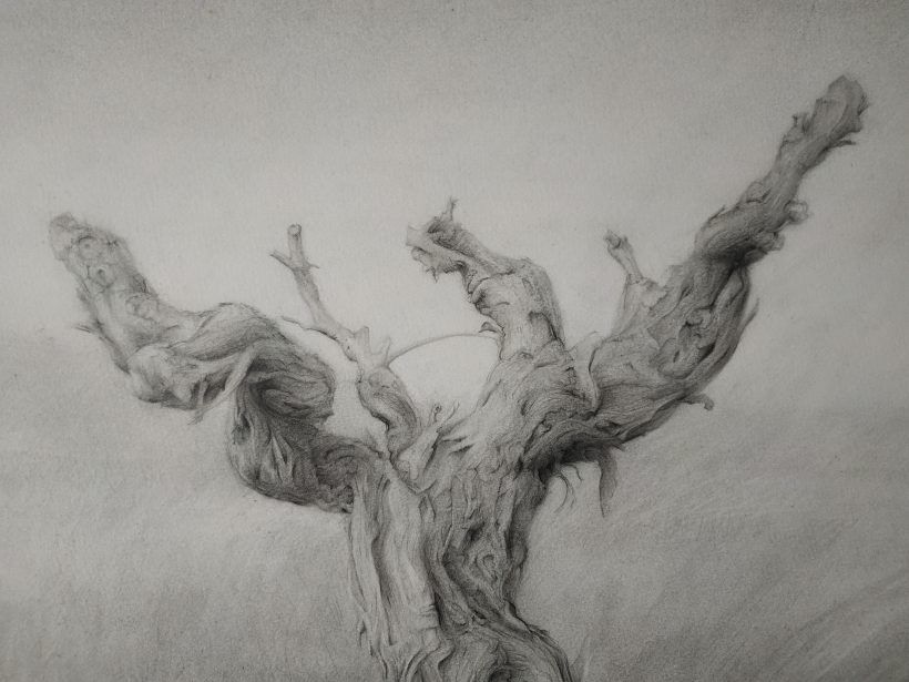 Detalle Dibujo Cepa 2 lápiz grafito sobre papel por Jaime M Arribas