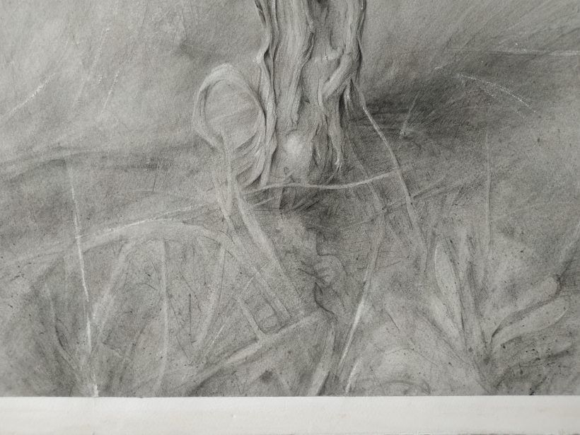 Dibujo Cepa 2 grafito sobre papel por Jaime M Arribas